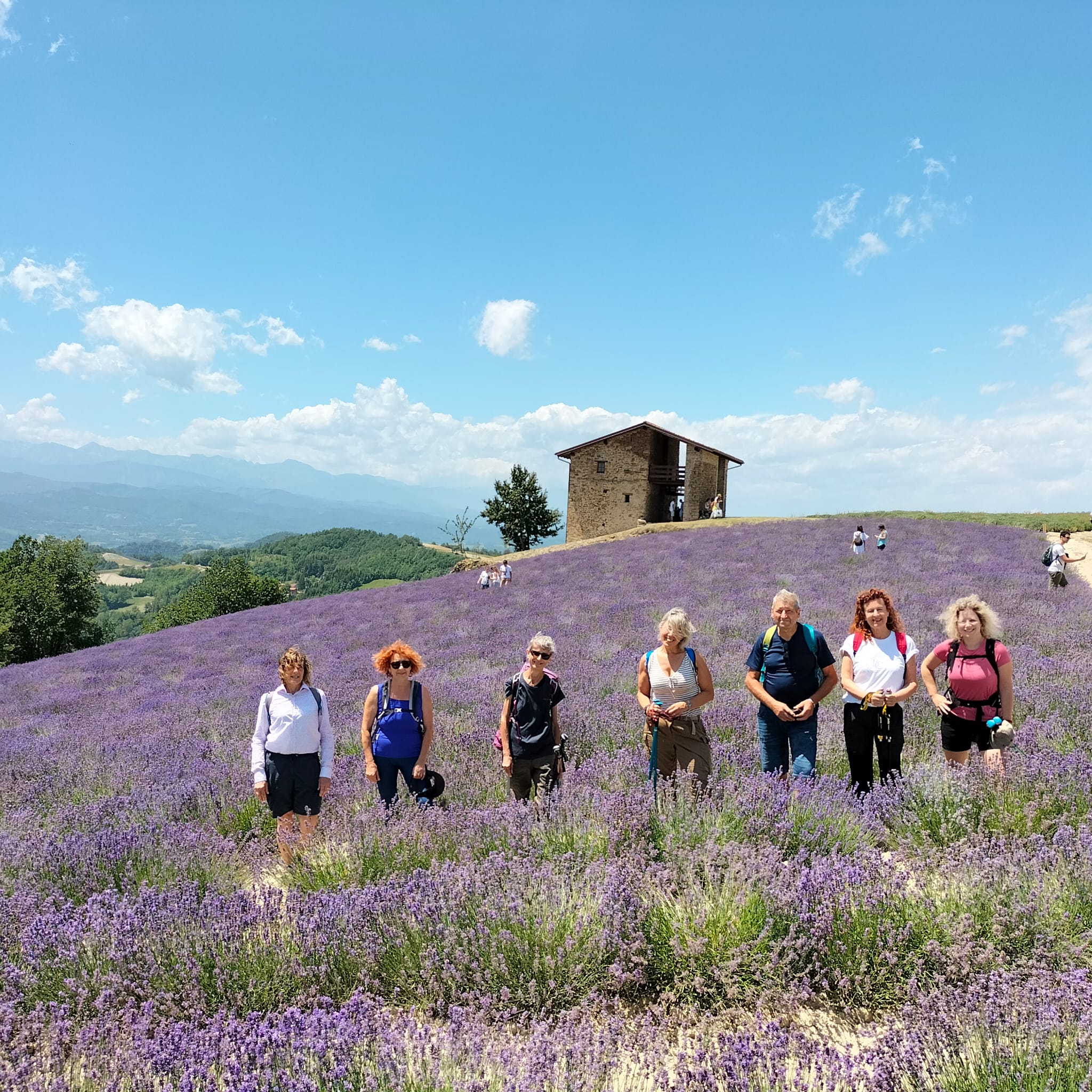 Lavanda Piemontese