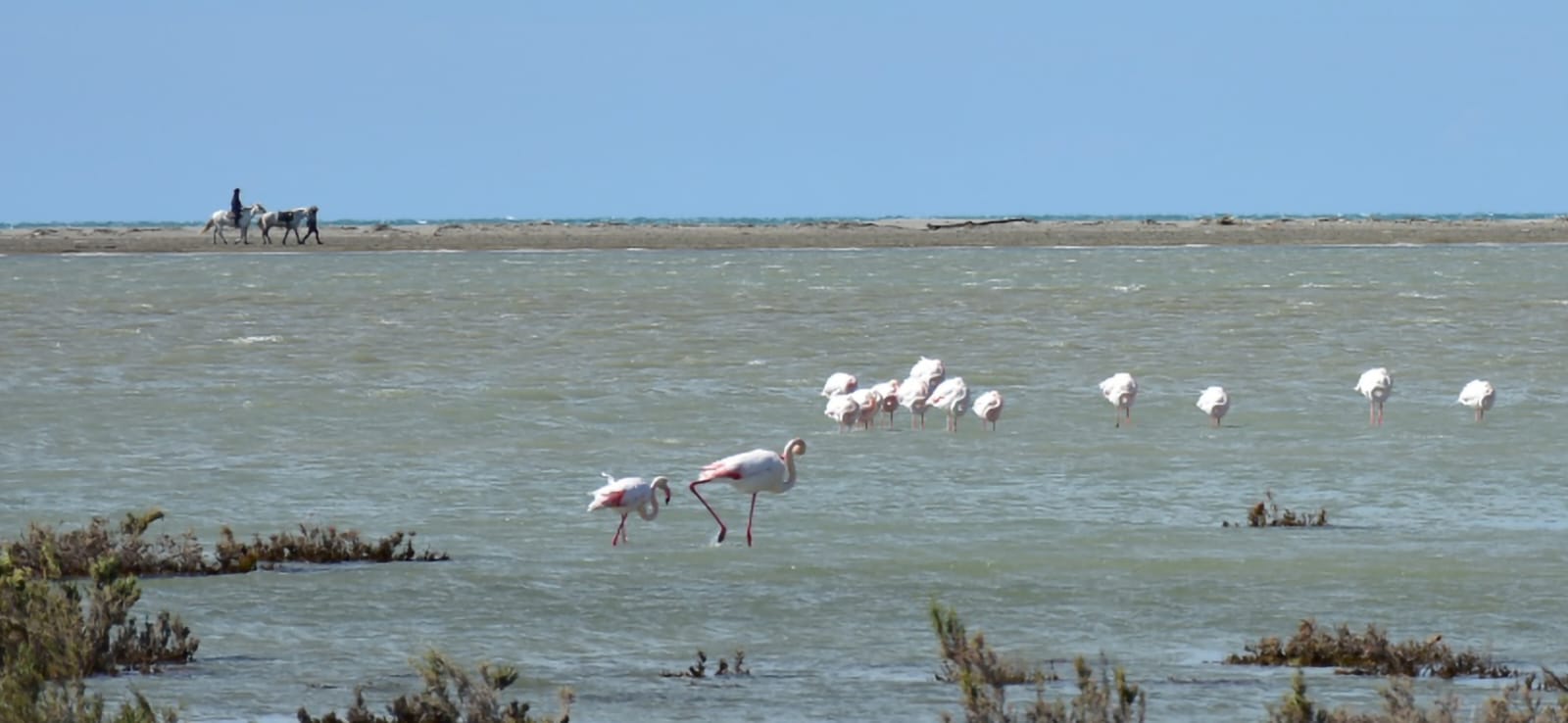 Camargue