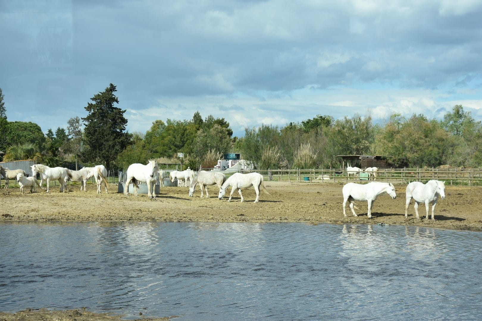 Camargue