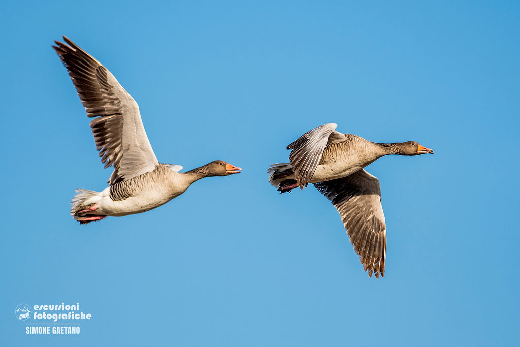 oche in volo