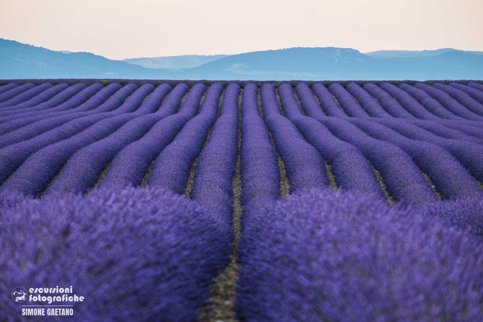 giroola lavanda molto viola